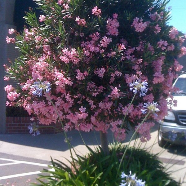 Köp SAFLAX - Oleander - 50 seeds - Nerium oleander