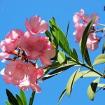 Oleander (Nerium Oleander) 20 seeds