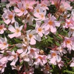 Oleander (Nerium Oleander) 20 seeds