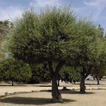 Olive Tree (Olea Europaea) 20 seeds