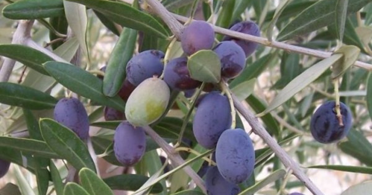 - LARGE PACKET Olive Tree RP Seeds Olea europea 100 seeds