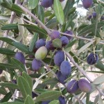 Olive Tree (Olea Europaea) 5 seeds