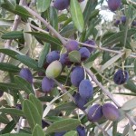 Olive Tree (Olea Europaea) 20 seeds