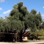 Olive Tree (Olea Europaea) 10 seeds