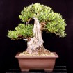 Olive Tree (Olea Europaea) 5 seeds