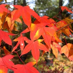 Oliver Maple (Acer Oliverianum / Serrulatum) 7 seeds