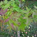 Oliver Maple (Acer Oliverianum / Serrulatum) 7 seeds