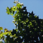 Oliver Maple (Acer Oliverianum / Serrulatum) 30 seeds