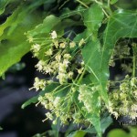 Oliver Maple (Acer Oliverianum / Serrulatum) 15 seeds