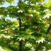 Oregon Vine Maple (Acer Circinatum) 5 seeds