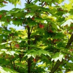 Oregon Vine Maple (Acer Circinatum) 5 seeds