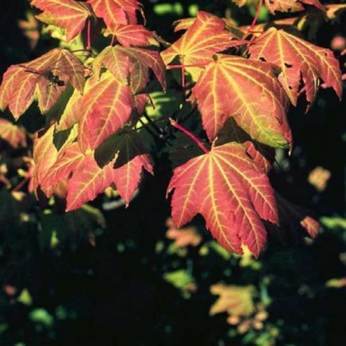 Oregon Vine Maple (Acer Circinatum) 5 seeds