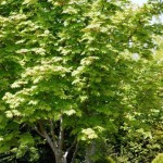 Oregon Vine Maple (Acer Circinatum) 5 seeds
