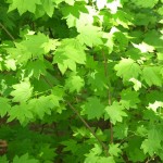 Oregon Vine Maple (Acer Circinatum) 10 seeds