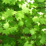 Oregon Vine Maple (Acer Circinatum) 5 seeds