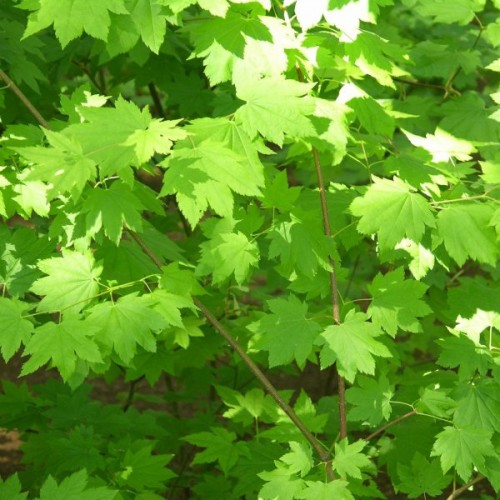 Oregon Vine Maple (Acer Circinatum) 10 seeds