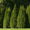 Oriental Arborvitae (Thuja Orientalis) 5 seeds