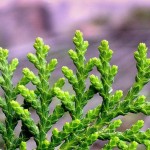 Oriental Arborvitae (Thuja Orientalis) 5 seeds