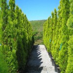 Oriental Arborvitae (Thuja Orientalis) 20 seeds