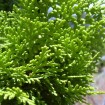 Oriental Arborvitae (Thuja Orientalis) 5 seeds