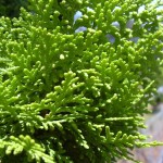 Oriental Arborvitae (Thuja Orientalis) 10 seeds