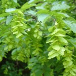 Oriental Hornbeam (Carpinus Orientalis) 15 seeds