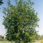 Oriental Hornbeam (Carpinus Orientalis) 10 seeds