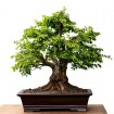 Oriental Hornbeam (Carpinus Orientalis) 20 seeds