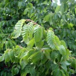 Oriental Hornbeam (Carpinus Orientalis) 20 seeds