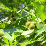 Oriental Planetree (Platanus Orientalis) 300 seeds