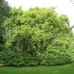 Oriental Planetree (Platanus Orientalis) 30 seeds