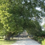 Oriental Planetree (Platanus Orientalis) 30 seeds