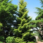 Oriental Spruce (Picea Orientalis) 20 seeds