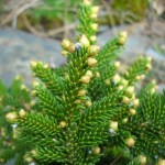 Oriental Spruce (Picea Orientalis) 20 seeds