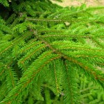 Oriental Spruce (Picea Orientalis) 20 seeds