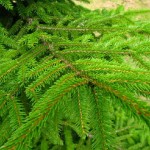 Oriental Spruce (Picea Orientalis) 20 seeds