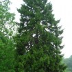 Oriental Spruce (Picea Orientalis) 10 seeds