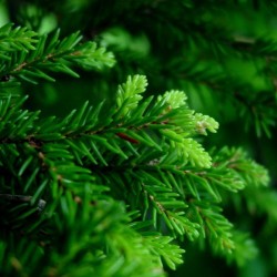 Oriental Spruce (Picea Orientalis) 10 seeds