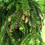 Oriental Spruce (Picea Orientalis) 10 seeds
