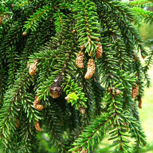 SEEDS 10 ORIENTAL SPRUCE Picea Orientalis