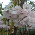 Ornamental Cherry (Prunus Serrula) 5 seeds