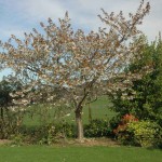 Ornamental Cherry (Prunus Serrula) 3 seeds