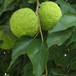 Osage Orange (Maclura Pomifera) 10 seeds