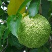 Osage Orange (Maclura Pomifera) 100 seeds