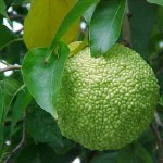 Osage Orange (Maclura Pomifera) 5 seeds