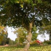 Osage Orange (Maclura Pomifera) 10 seeds