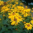 Ox Eye / Summer Sun (Heliopsis Helianthoides Scabra) 20 seeds