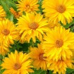 Ox Eye / Summer Sun (Heliopsis Helianthoides Scabra) 10 seeds