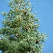 Pacific White Fir (Abies Concolor Lowiana) 5 seeds