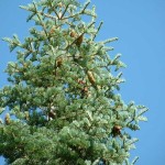 Pacific White Fir (Abies Concolor lowiana) 15 seeds